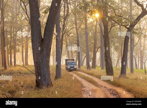 Safari Early Morning