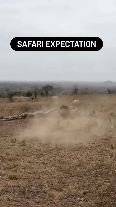 Safari Expectations Reality