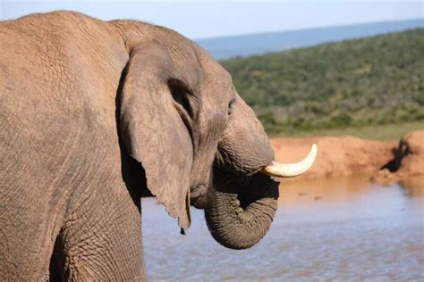 Safari Experience Final Thoughts