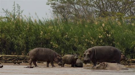 Safari Inclusions and Exclusions