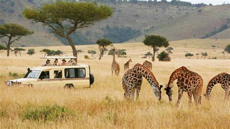 Safari Tour Planning