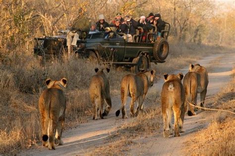 Safari Tour Reviews