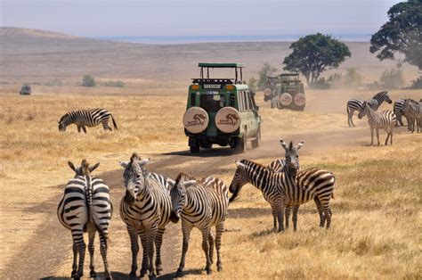 Safari Travel Reviews