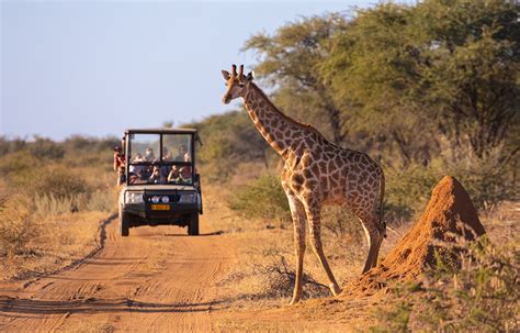 Safari Traveler Experience