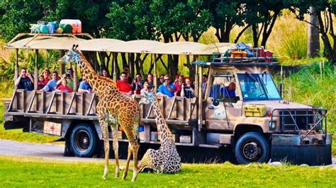 Safari Unique Experience
