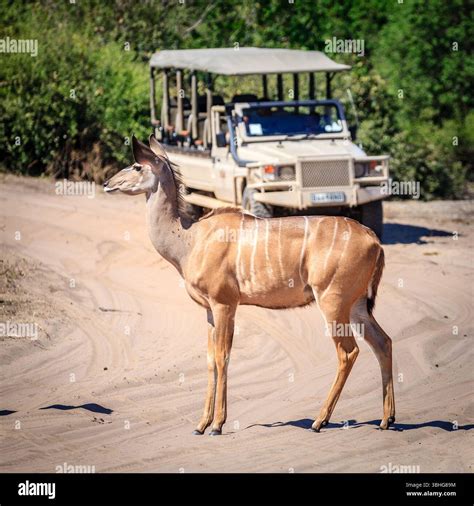 Safari Vehicle Chobe