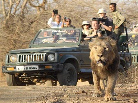 Safari