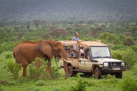 Safari wildlife viewing