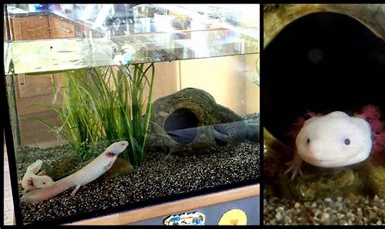 Safe and interactive toys for pet axolotls