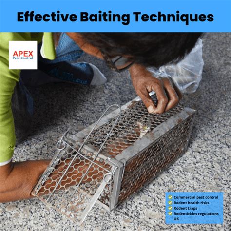 Safe Baiting Techniques for Maximum Effectiveness