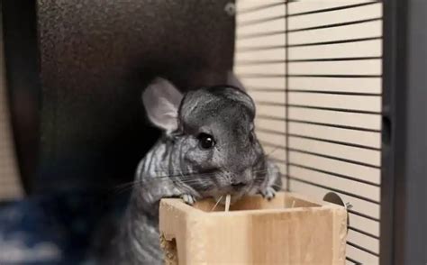 Safe Chewing Chinchilla Tous