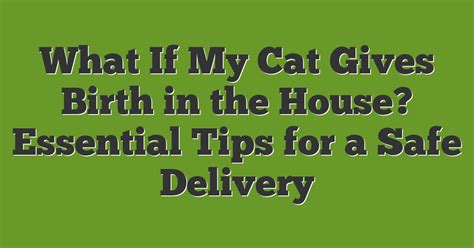 Safe Home Cat Birth: A Helpful Guide.