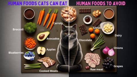 Safe Human Foods for Cats