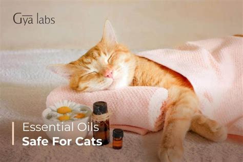 Safe Practices for Using Essential Oils Around Cats