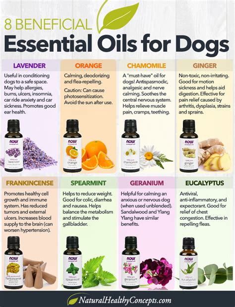 Safe Practices for Using Essential Oils Around Dogs