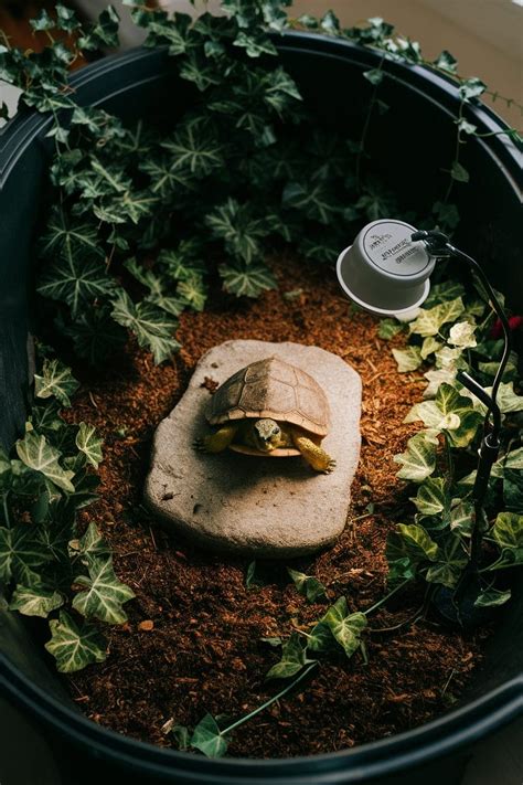 Safe Water Access for Your Box Turtle