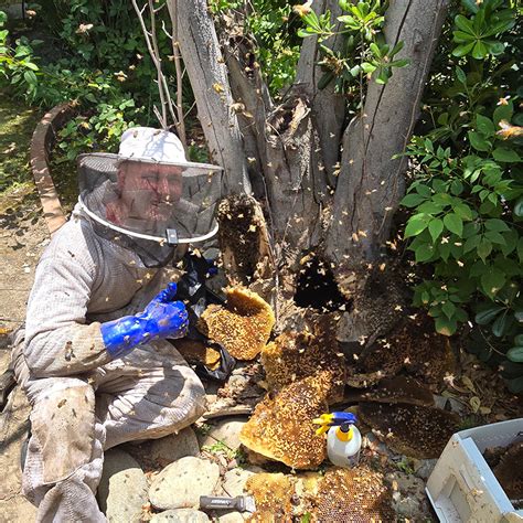 Safely Removing a Single Bee