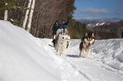 Safety Dogsledding Adventure