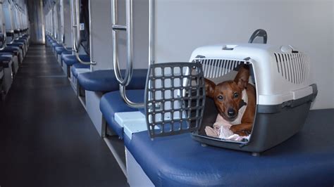 Safety First: Key Benefits of Using Dog Boxes for Travel