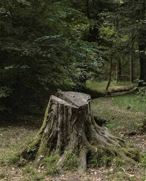 Safety First When You Get Rid Of A Stump Manually