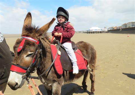 Safety for Donkey Rides