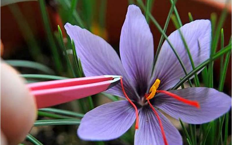 Saffron Plant Care