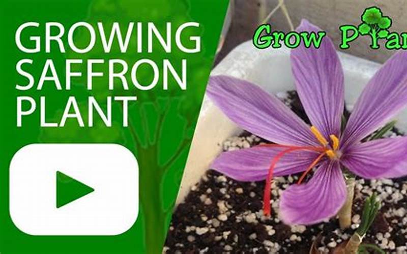 Saffron Seeds Planting Time