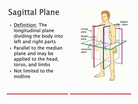 Uncovering the Mysteries of the Sagittal Plane: An In-Depth Anatomy Definition