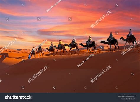 Sahara Desert sunset camel