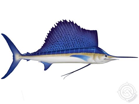 Sail Fish Image