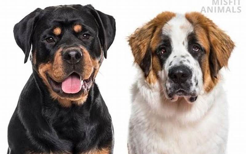 Saint Bernard Rottweiler Mix Appearance