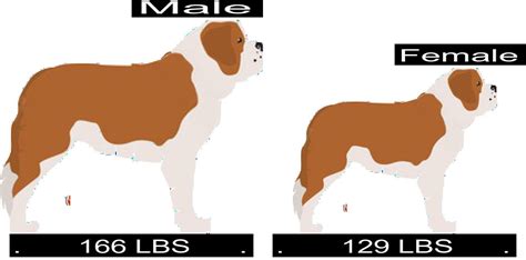 Calculate Your Saint Bernard's Ideal Weight with Our Saint Bernard Weight Calculator
