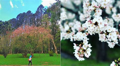 Discovering the Beauty of Sakura in Indonesia