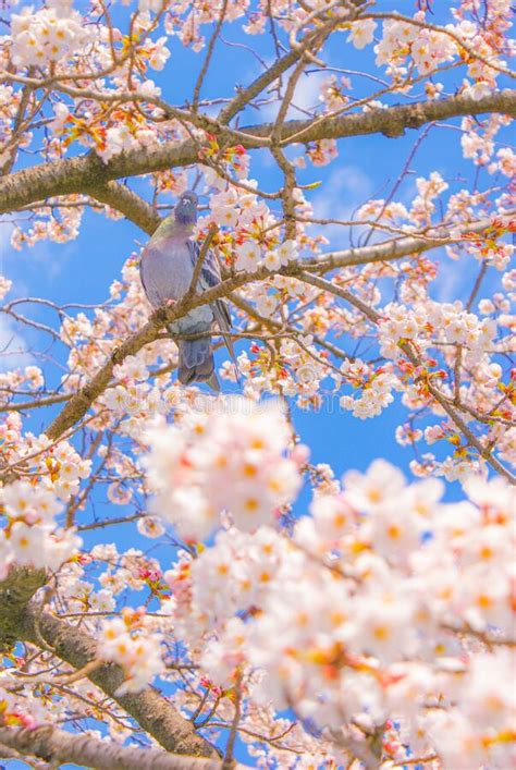 Sakura pigeon
