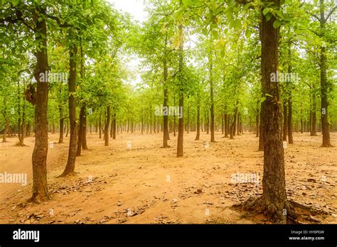 Sal Forest