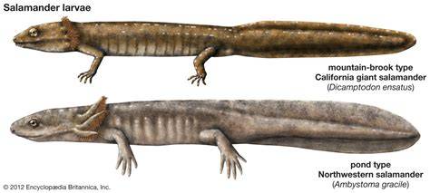 Salamander