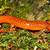 Salamanders Of West Virginia