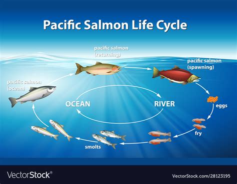 The Salmon Life Cycle