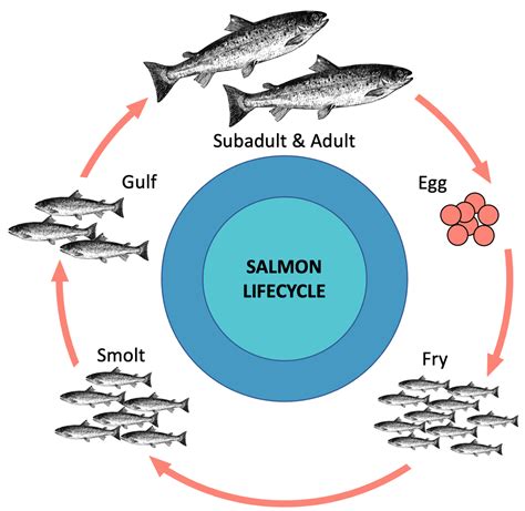 Salmon Lifecycle Education