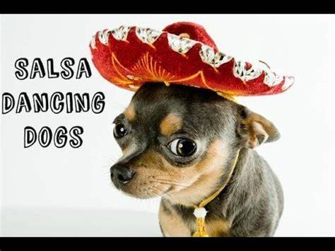 Salsa Dancing Dogs