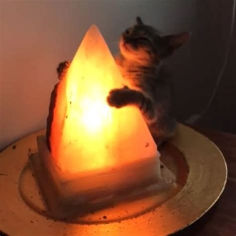 Salt Lamp Memes