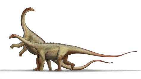 Saltasaurus Fossil Discovery