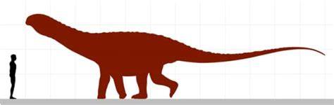 Physical Characteristics and Size