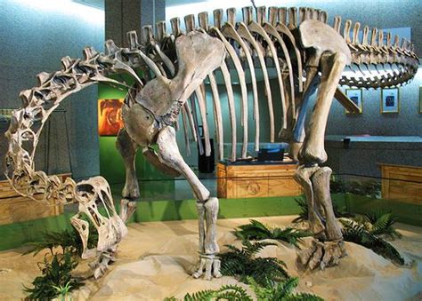 Saltasaurus Skeleton