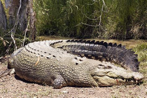 Saltwater Crocodile