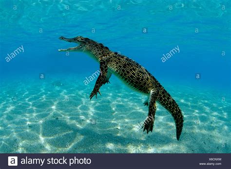 Saltwater Crocodiles
