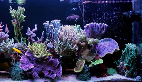 Saltwater Fish Tank with Corals