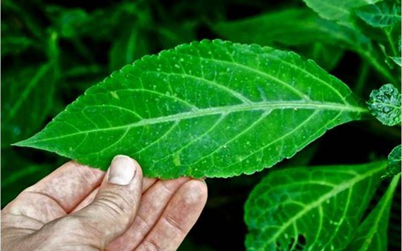 Salvia Divinorum Effects