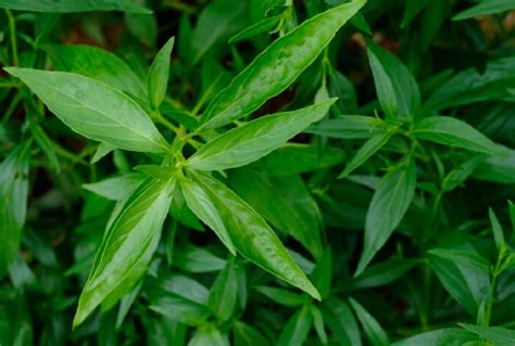 Sambiloto sebagai Pengobatan Herbal