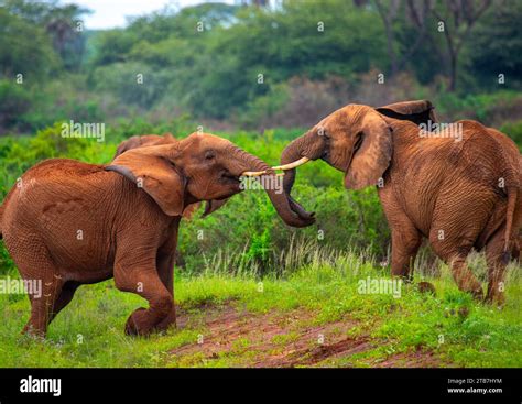 Samburu Elephants
